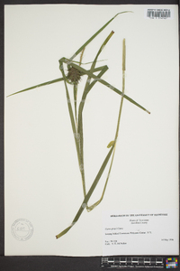 Carex grayi image