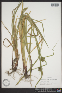 Carex grayi image