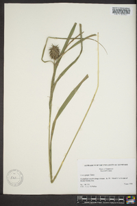 Carex grayi image