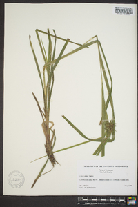 Carex grayi image