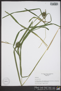 Carex grayi image