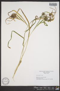 Carex grayi image