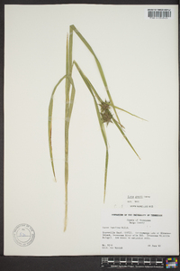 Carex grayi image