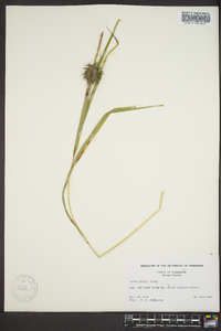 Carex grayi image