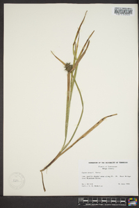 Carex grayi image