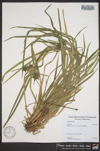 Carex grayi image