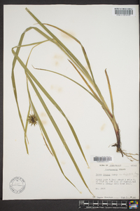 Carex grayi image