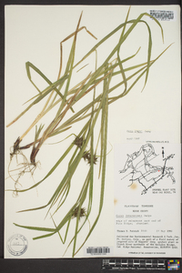 Carex grayi image