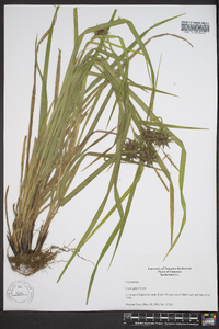 Carex grayi image