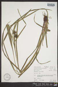 Carex grayi image