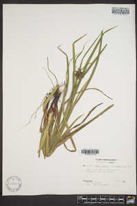 Carex grayi image