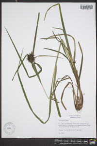 Carex grayi image