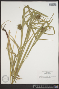 Carex grayi image