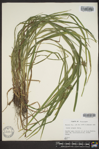 Carex grayi image