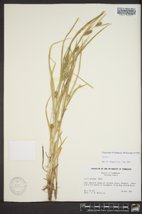 Carex grisea image