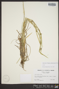 Carex grisea image