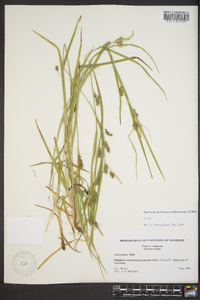 Carex grisea image