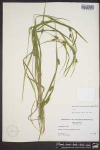 Carex grisea image