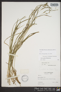 Carex grisea image