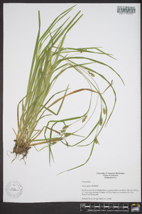 Carex grisea image