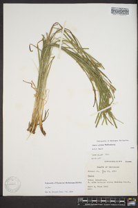 Carex grisea image