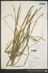 Carex gynandra image