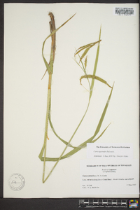 Carex gynandra image