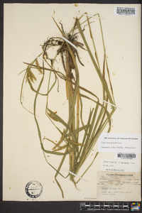 Carex gynandra image