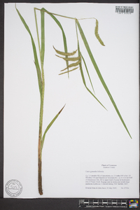 Carex gynandra image