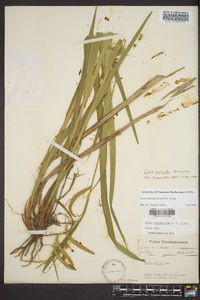 Carex gynandra image