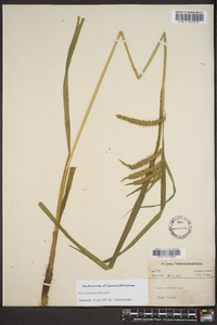 Carex gynandra image