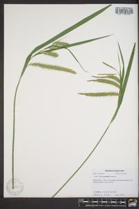 Carex gynandra image