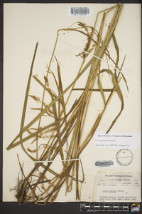 Carex gynandra image