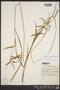 Carex gynandra image