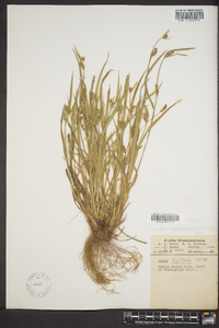 Carex striatula image