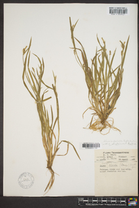 Carex striatula image