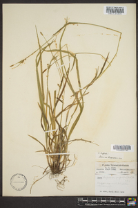 Carex purpurifera image