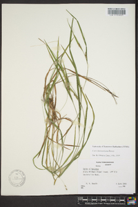 Carex hitchcockiana image