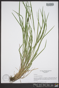 Carex hitchcockiana image