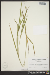 Carex hitchcockiana image