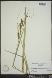 Carex hyalinolepis image