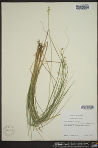 Carex incomperta image