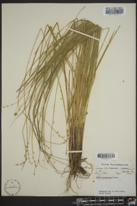 Carex incomperta image