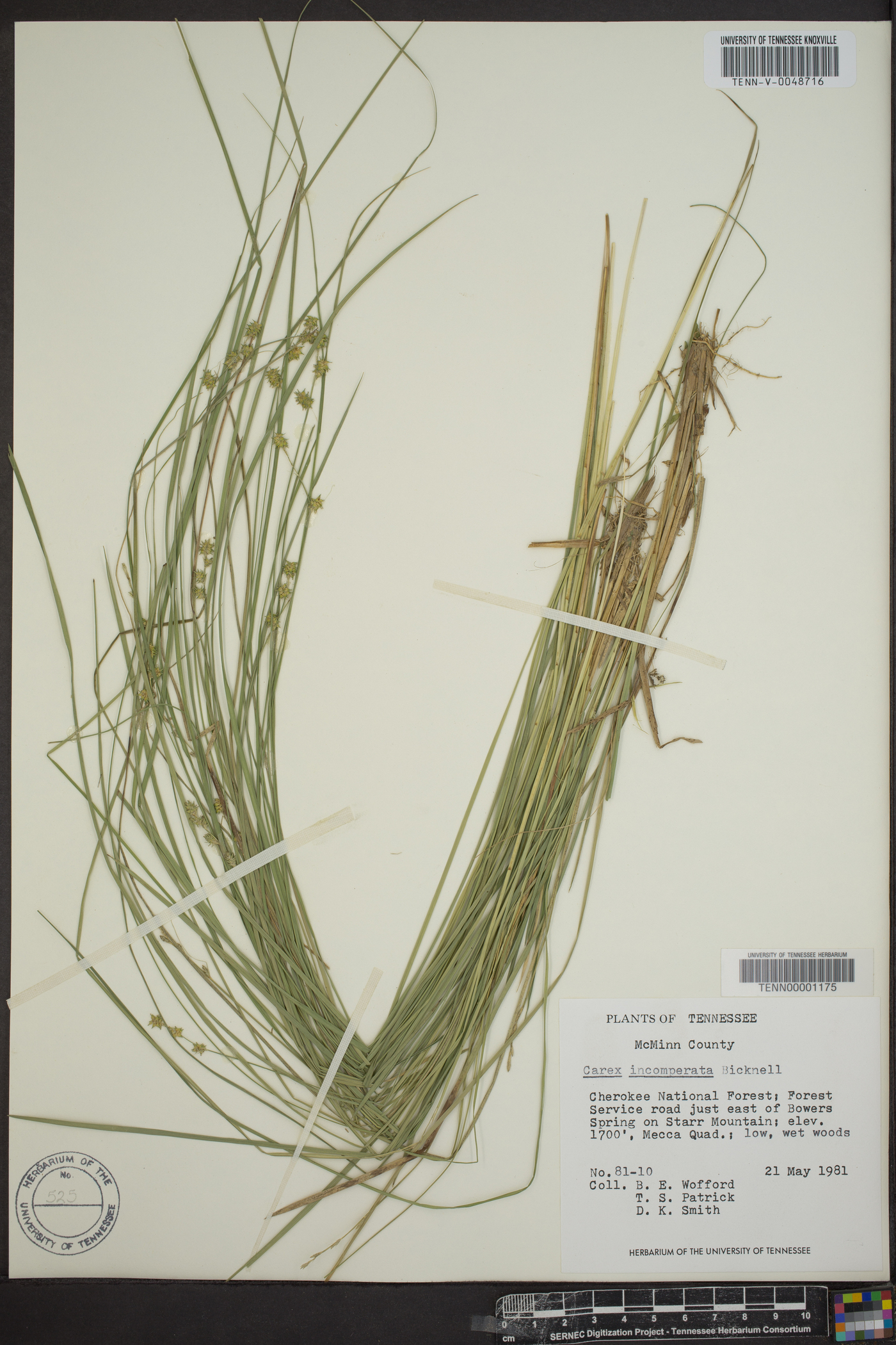 Carex incomperta image