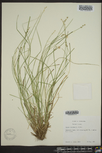 Carex incomperta image