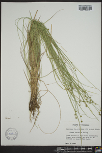 Carex incomperta image