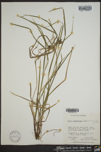 Carex intumescens var. fernaldii image