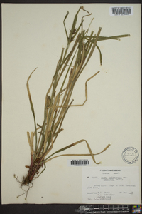 Carex intumescens var. fernaldii image