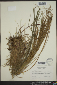 Carex intumescens var. fernaldii image