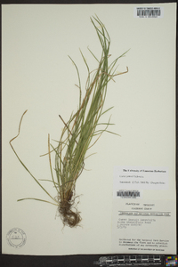 Carex jamesii image